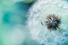 Blue Dandelion by Jaorizabal